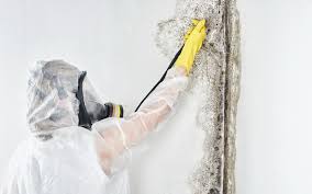 Asbestos and Lead Testing During Mold Inspection in Highland Heights, OH